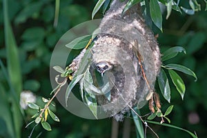 Eurasian Penduline Tit in NestÃÂ Remiz pendulinus photo